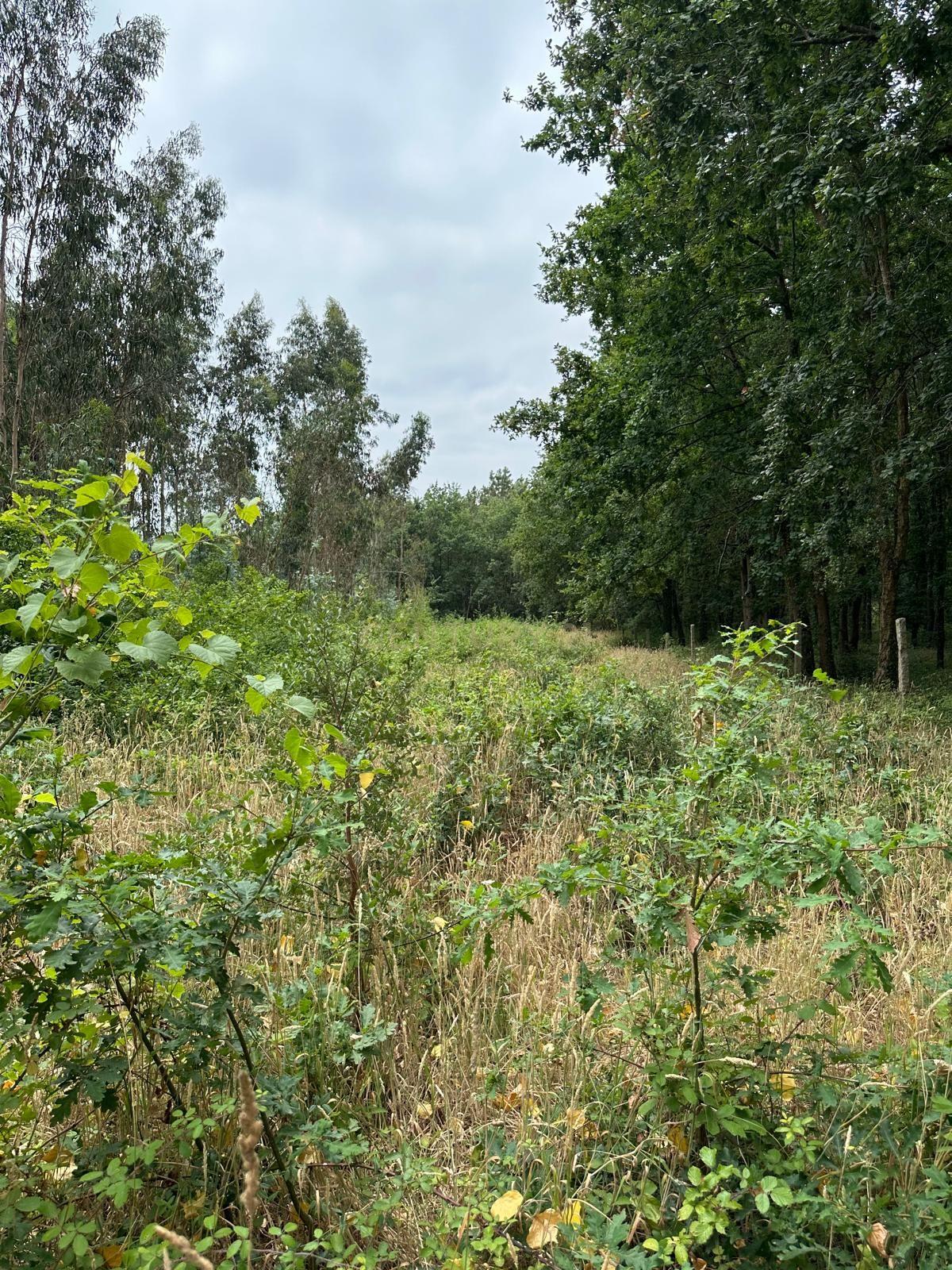 Fotografia 9 de Terreno Urbano com Projeto de Construção Aprovado em Barrô, Águeda - 1018m² para Construção