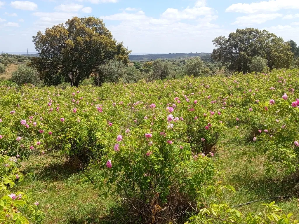 Oportunidade Única: Quinta de 16 Hectares com produção de plantas aromáticas, 2 Ha de rosas DAMASCENA, destilação de óleos essenciais e actividade e-commerce - Image 11