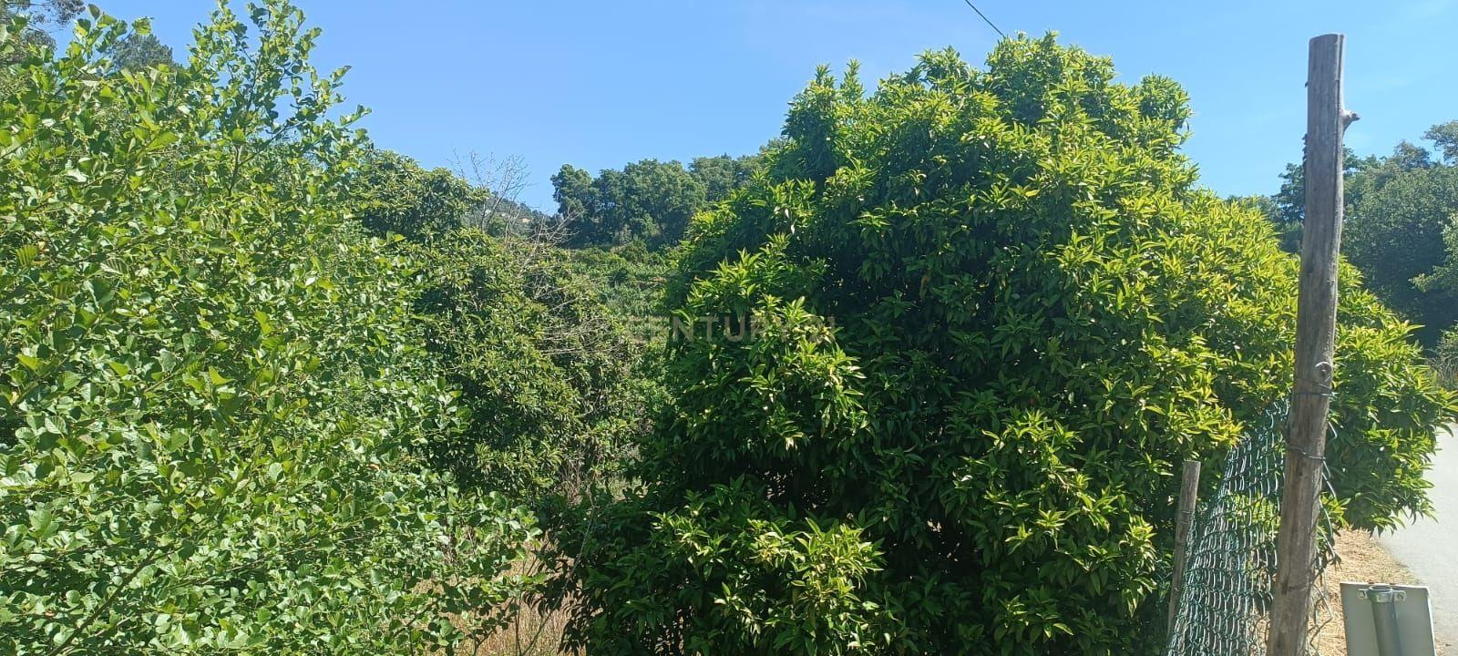 Terreno agrícola com àgua e viabilidade de construção em Granja, S. Tomé de Covelas, Baião, perto do do rio Douro, Porto - Image 44