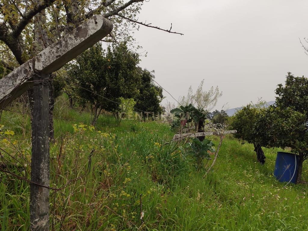 Terreno com casinha e vista para o rio Douro, em S. Tomé de Covelas, Baião para projeto agrícola - Image 14
