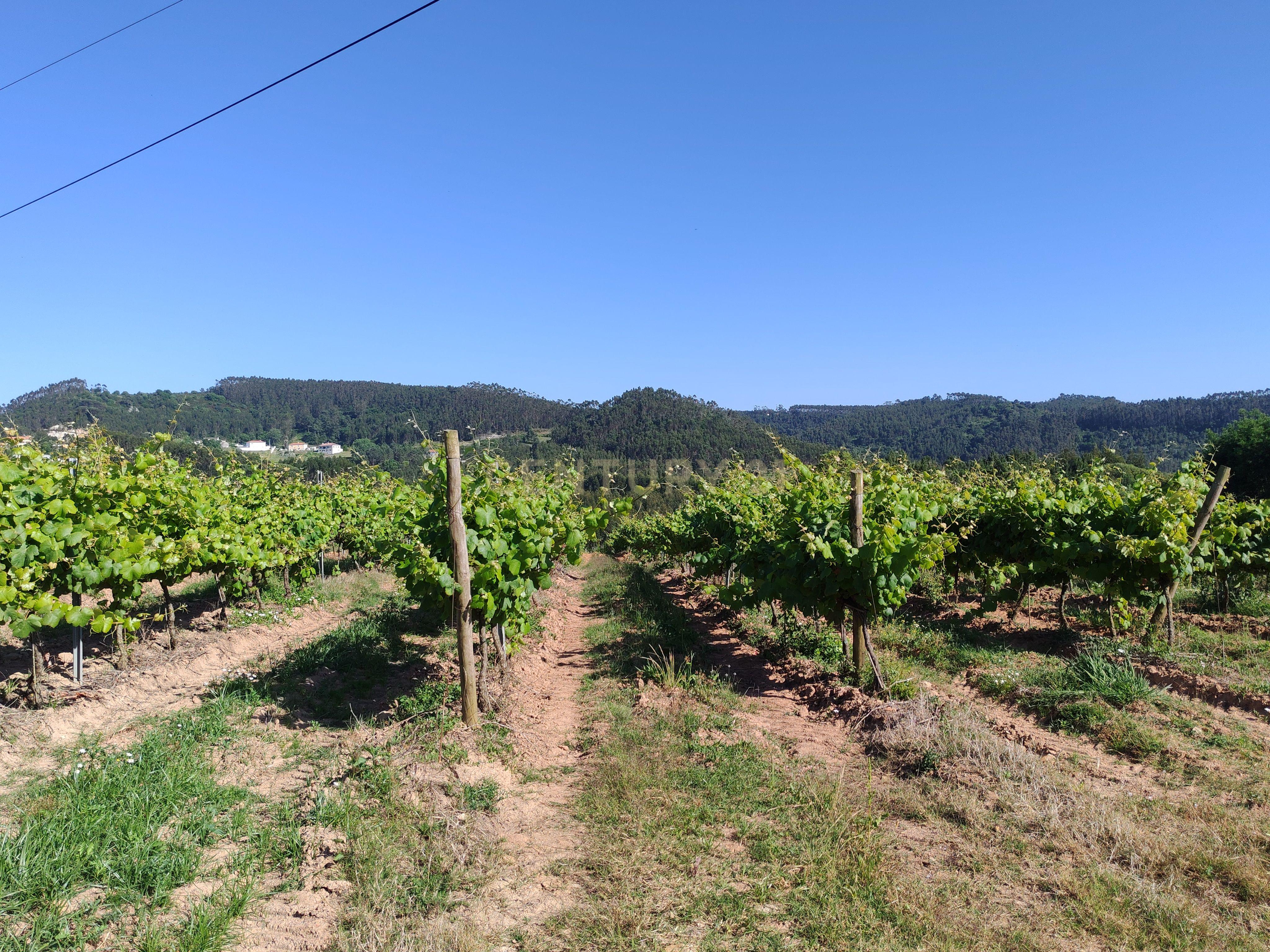 Terreno com 21 hectares com Potencial Agrícola ou Turístico - Mafra - Image 4
