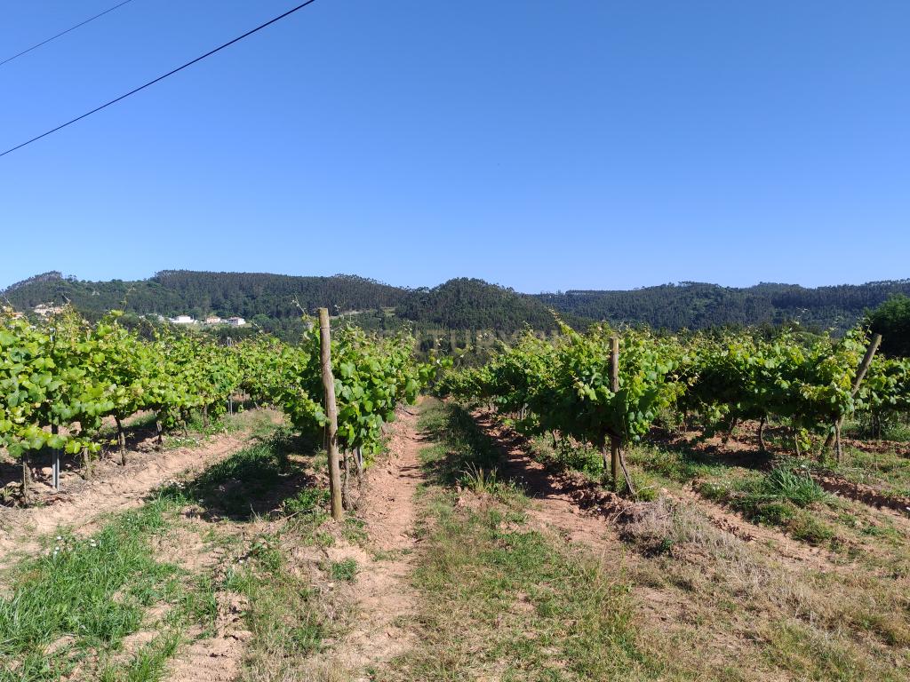  Terreno com 21 hectares - Mafra - Image 4