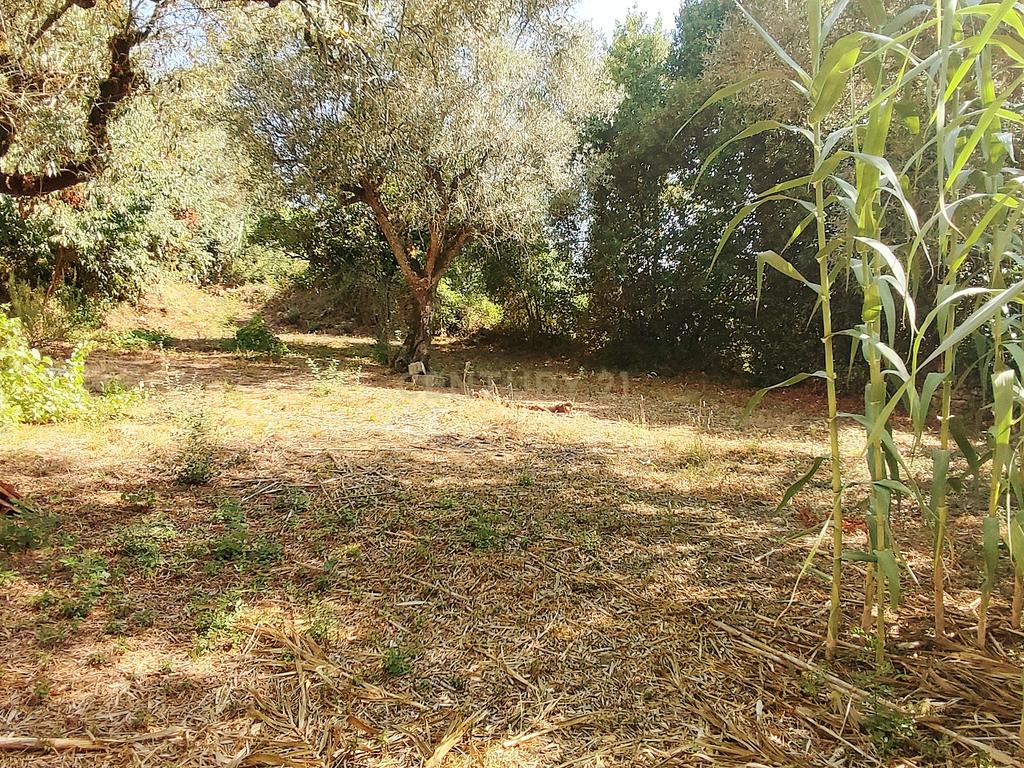 Terreno para construção de moradia em Geria, às portas da cidade de Coimbra - Image 4