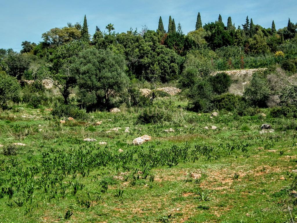 Terreno Rústico em Faro com Vista Panorâmica e Acesso Fácil - Image 14