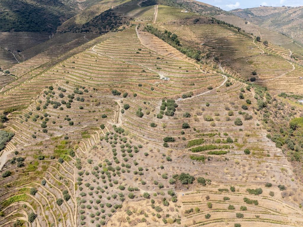 Farm with productive vineyard in the Douro Demarcated Region — São João da Pesqueira - Image 5