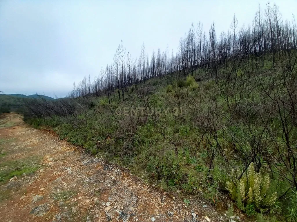 Terreno Rustico com 10000m2 Sobrainho da Ribeira - Image 6