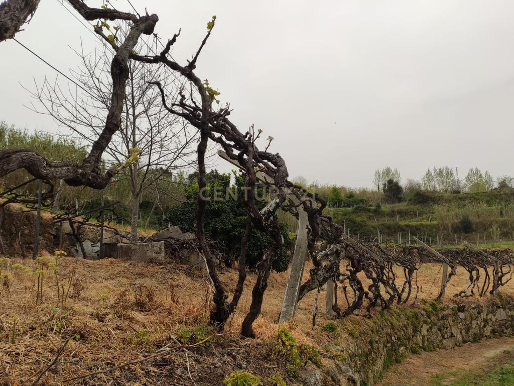 Terreno com casinha e vista para o rio Douro, em S. Tomé de Covelas, Baião para projeto agrícola - Image 15