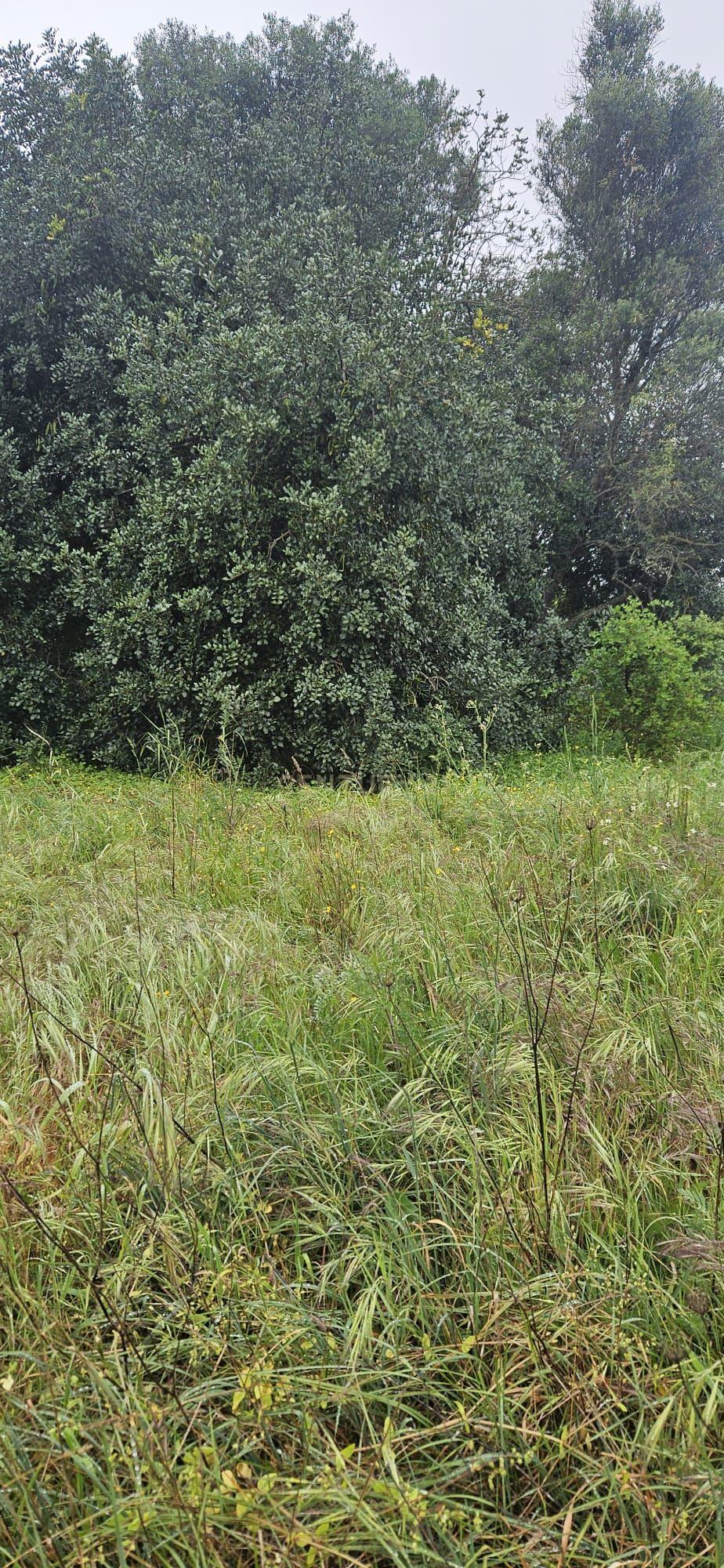 Fotografia 8 de Terreno rústico com 2.750 m² (0,275 ha), localizado na zona de Canafechal, na Mexilhoeira Grande, concelho de Portimão.