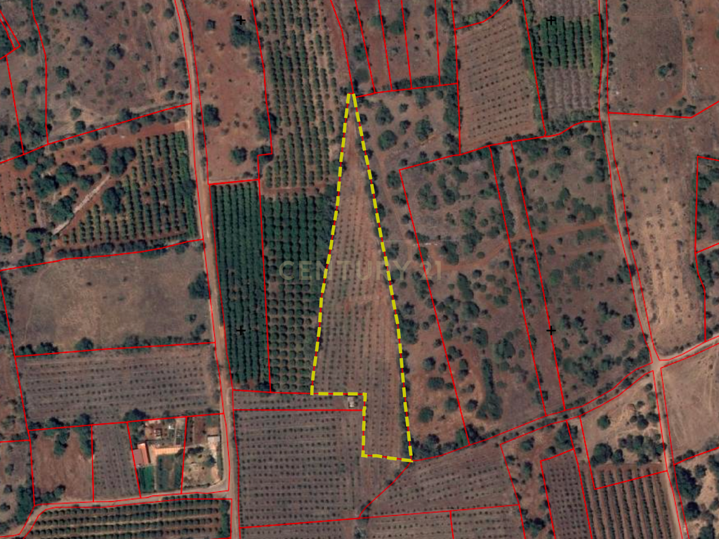 TERRENO RUSTICO COM OLIVEIRAS PARA VENDA - Image 7