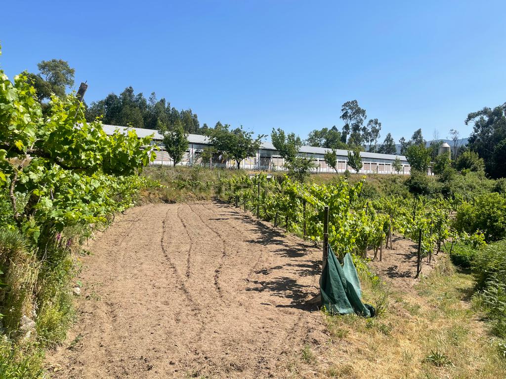 Terreno de 7.500 m² situado próximo ao lago, contendo uma casa a ser restaurada e um aviário automatizado altamente rentável. - Image 5