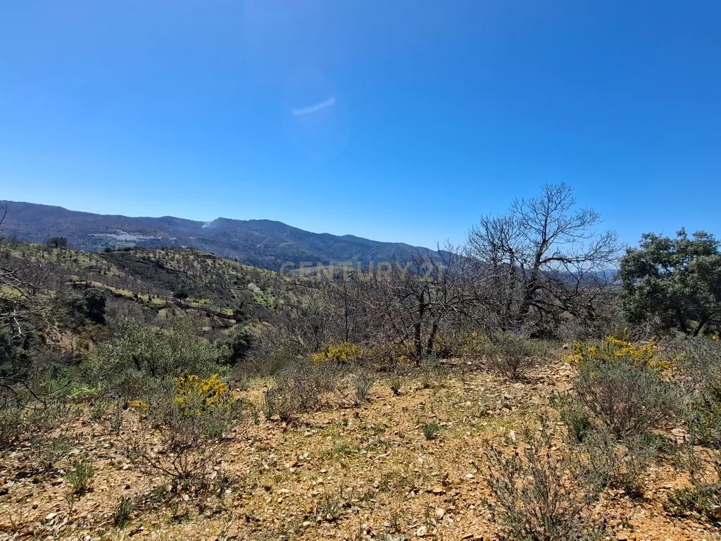 Moradia geminada de gaveto, com orientação sul, vistas para a montanha e duas propriedades rústicas com oliveiras, vinhas e castanheiros, no coração do Alto Genal. - Image 32