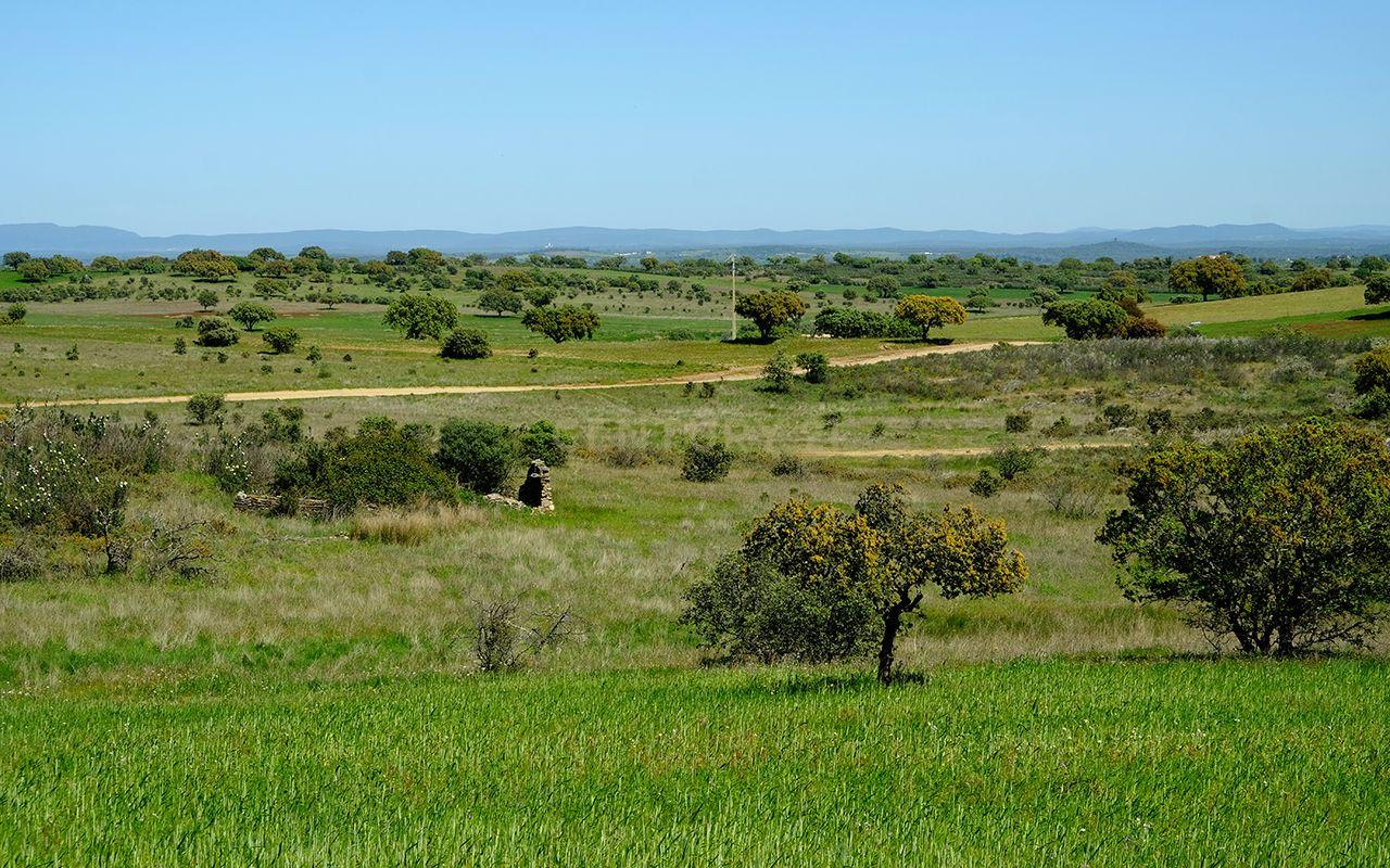 Fotografia 12 de Terreno Misto em Monsaraz, Reguengos de Monsaraz