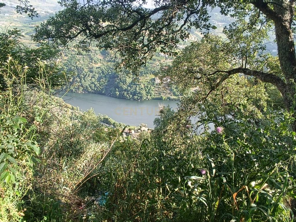Terreno florestal com vista para a praia fluvial de Porto de Rei em Barqueiros, Mesão Frio às portas do Douro - Image 3