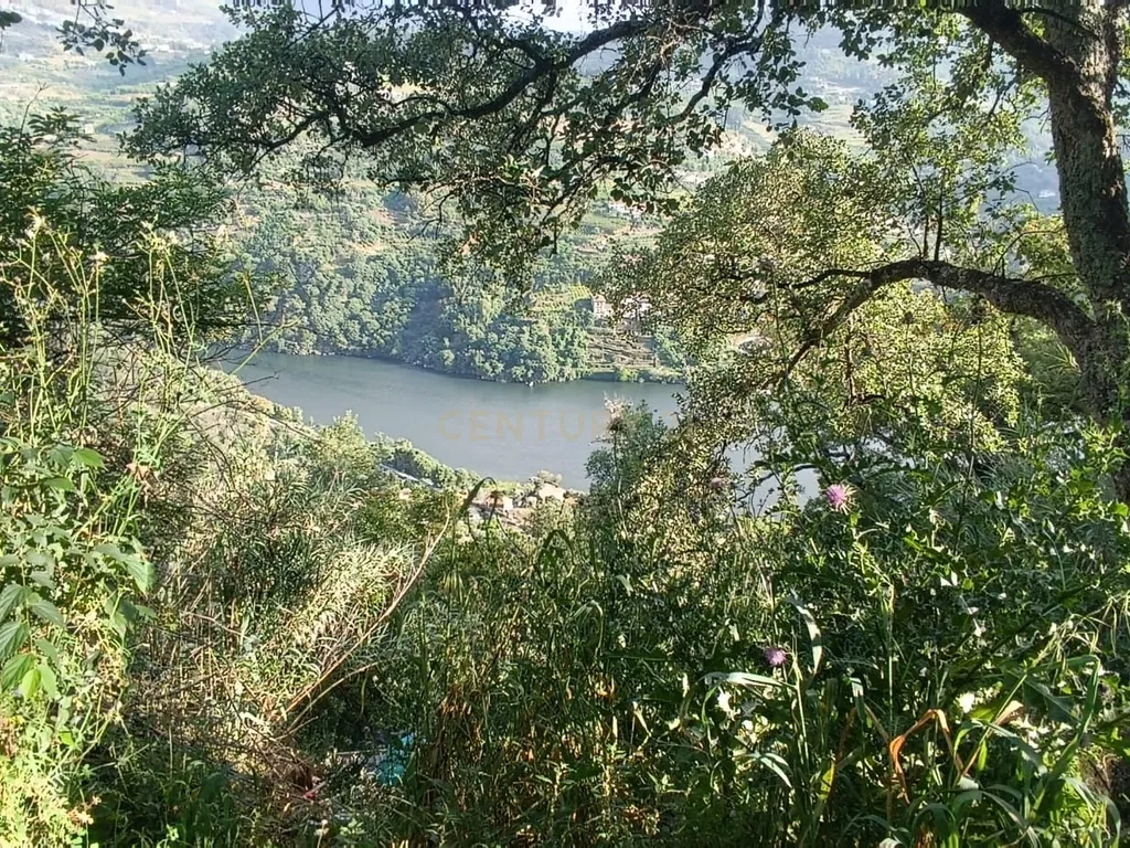 Terreno florestal com vista para a praia fluvial de Porto de Rei em Barqueiros, Mesão Frio às portas do Douro - Image 3