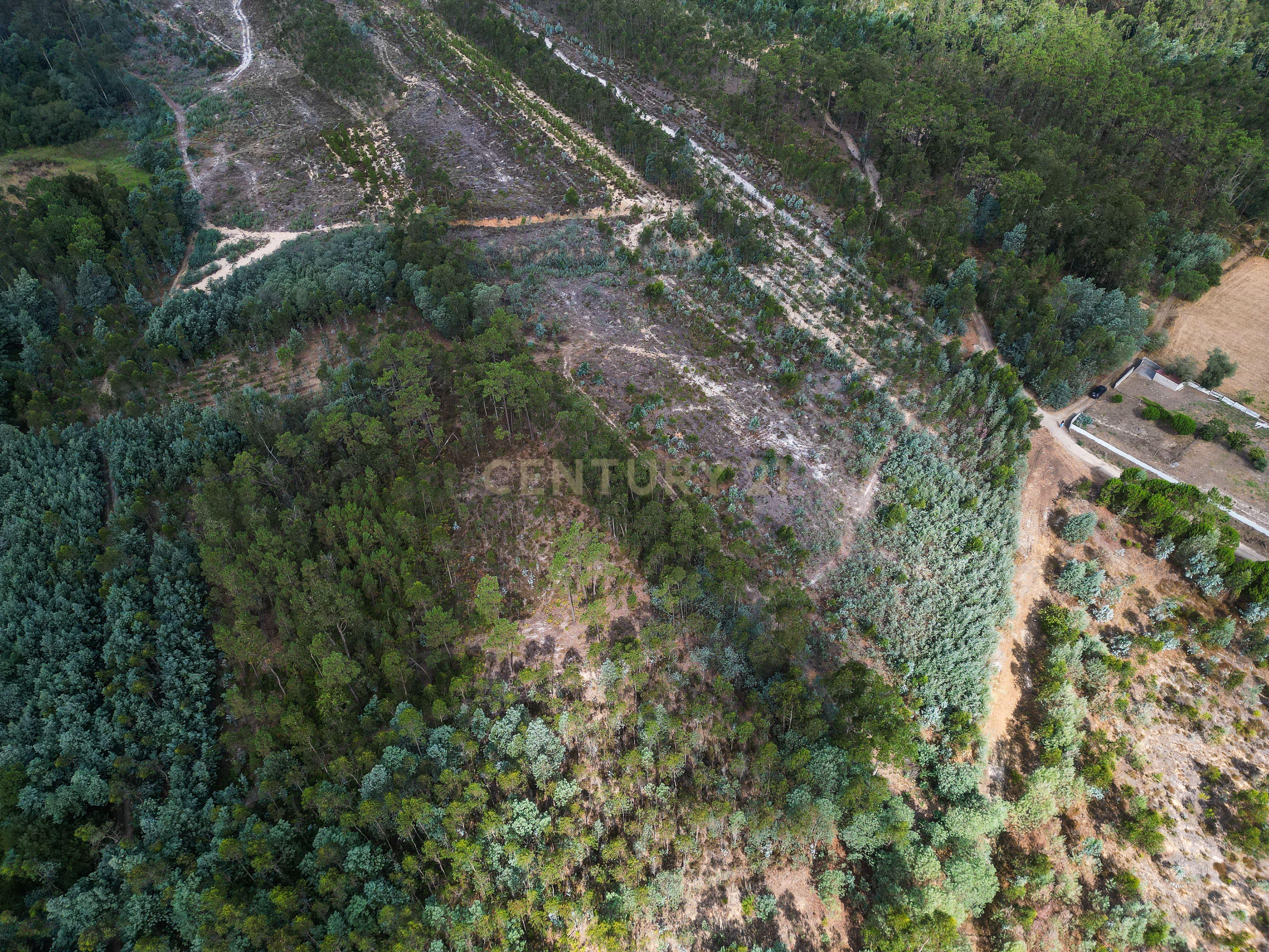 Fotografia 5 de Pinhal com 1.425 m² em Brejal – Cabeça Alta, Seixo de Gatões, Montemor-o-Velho