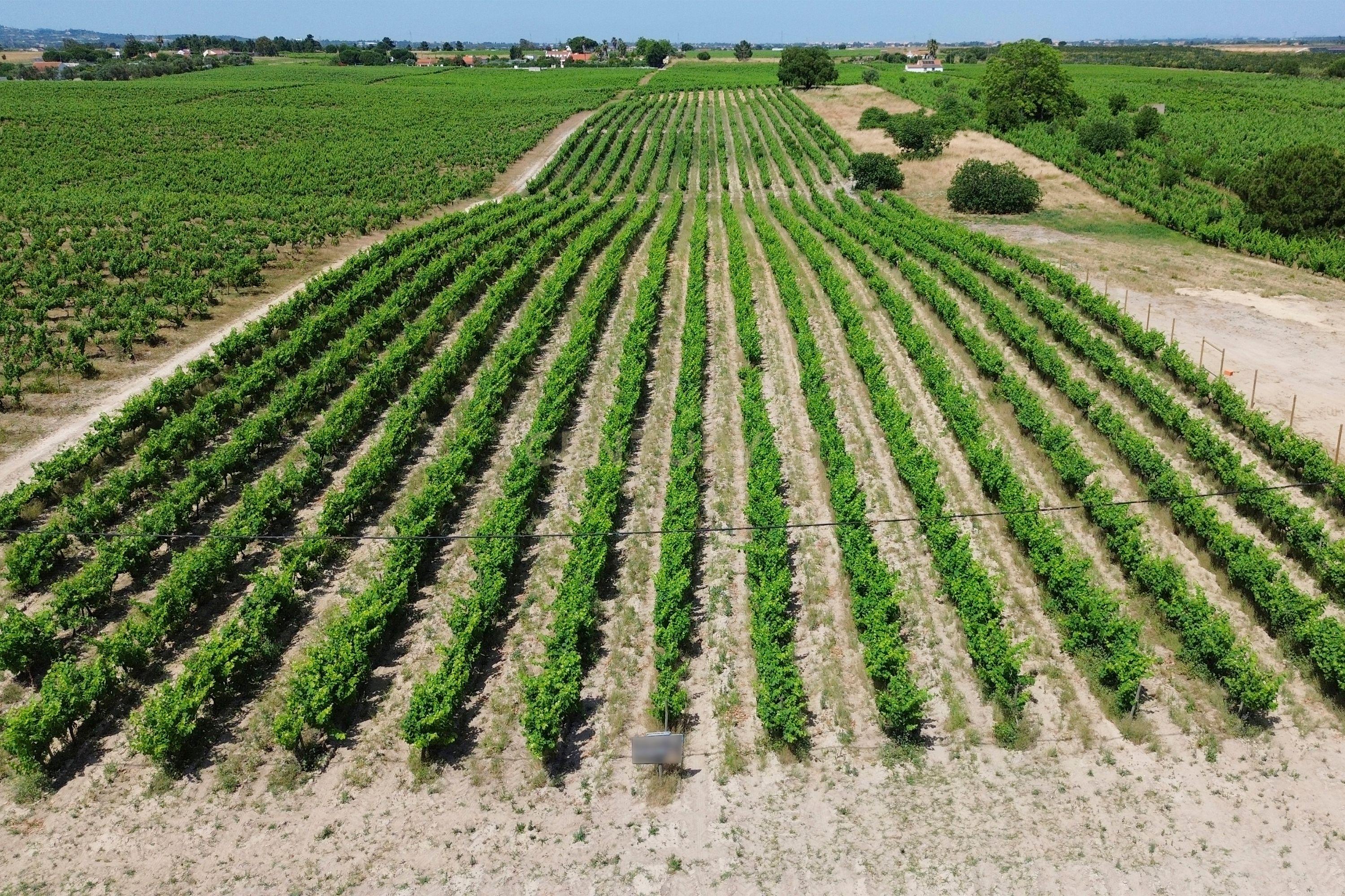 Fotografia 8 de Terreno no Lau com vinhas certificadas
