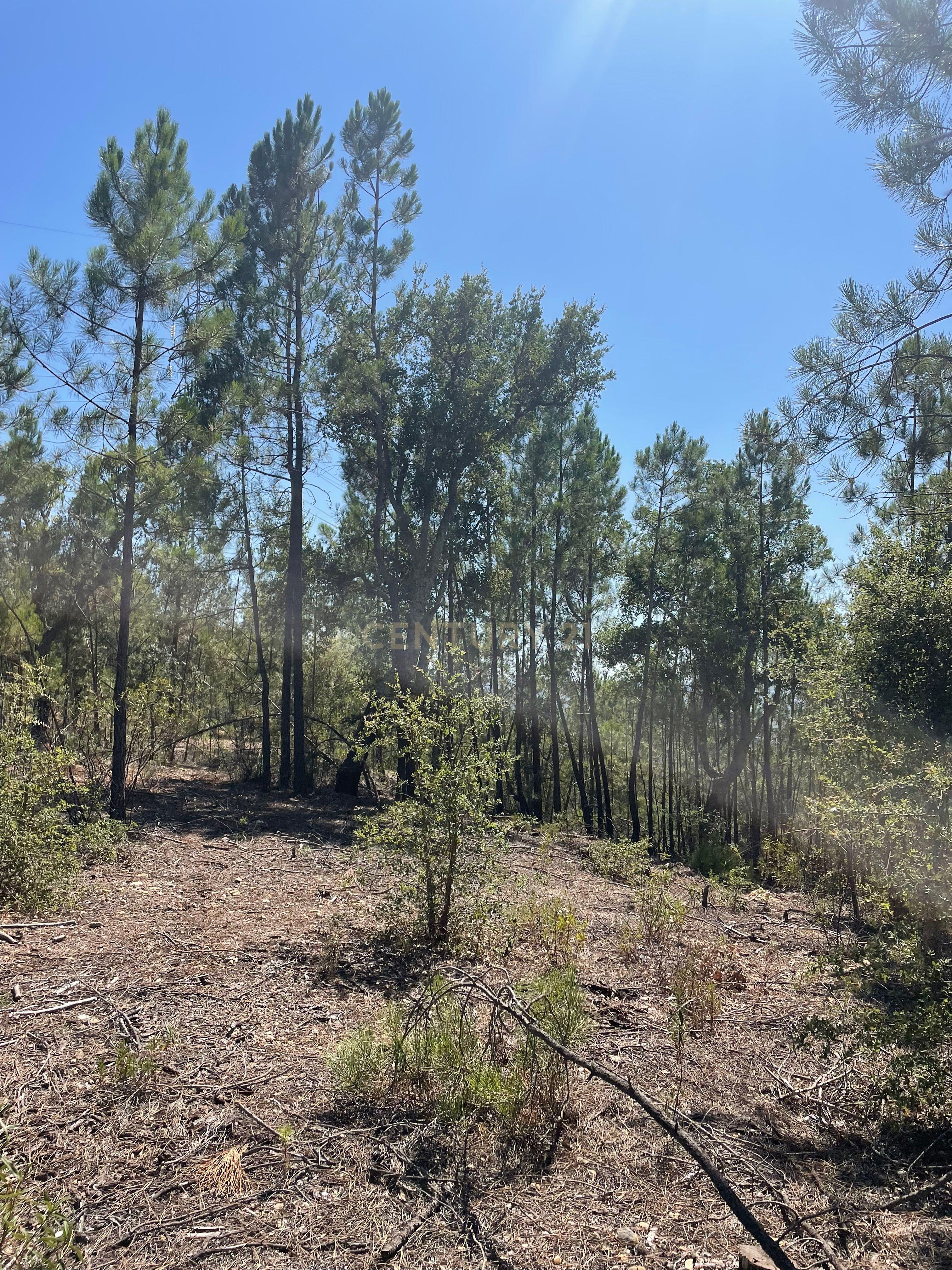 Fotografia 6 de Terreno com 10 hectares