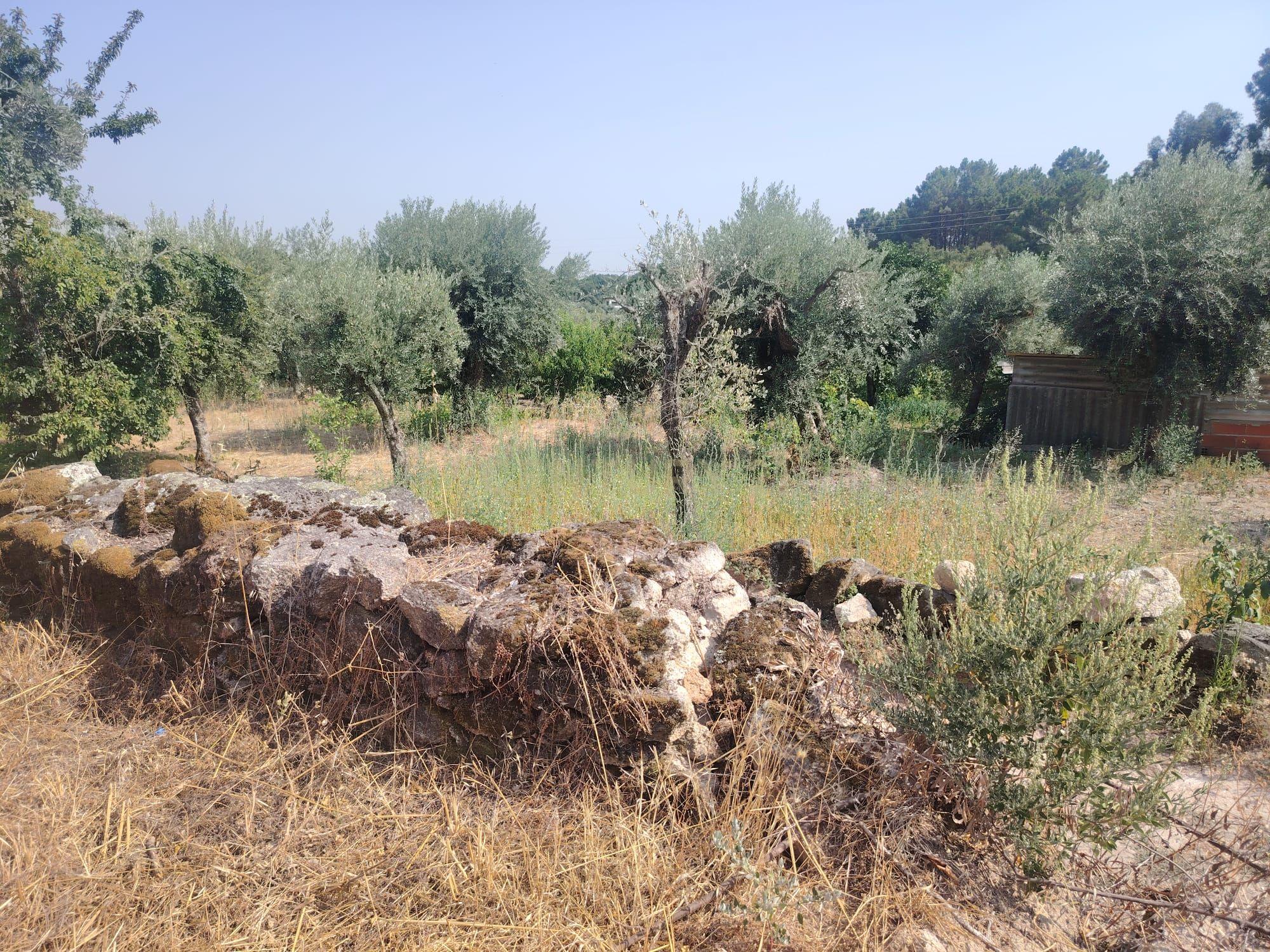 Fotografia 5 de Encantadora Propriedade em Louriçal do Campo, Castelo Branco