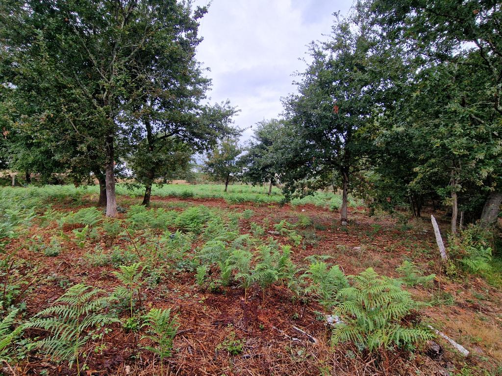 Terreno plano, com 2152m2, localizado a 5 minutos do centro de S. Pedro da Torre - Image 5