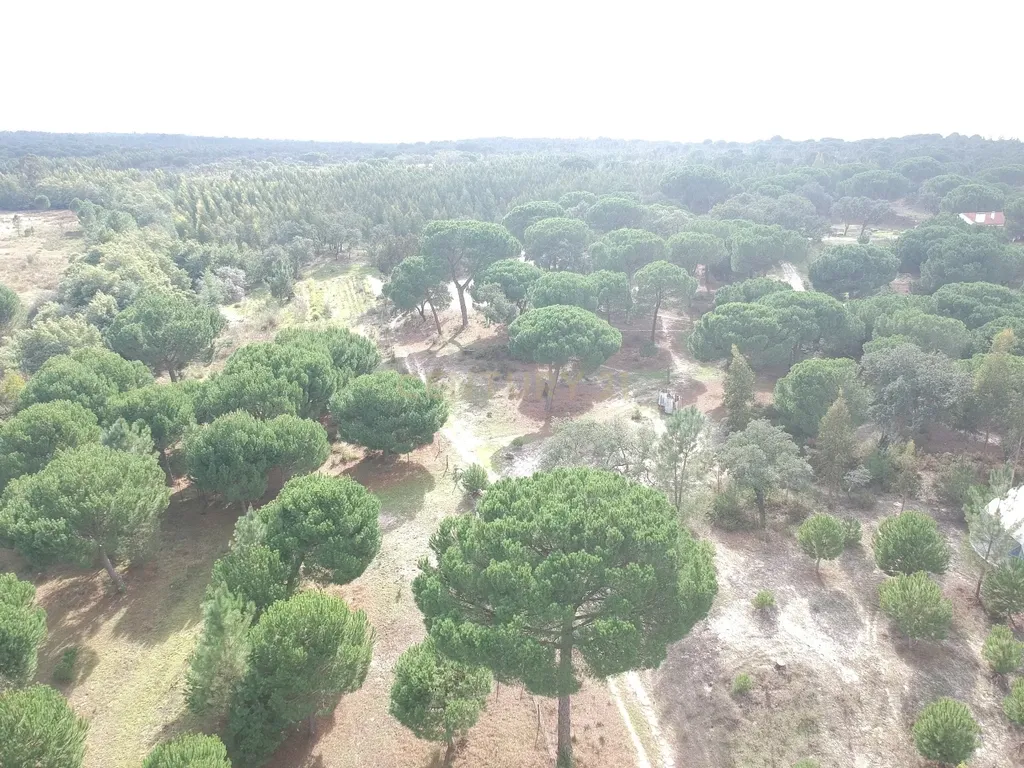 Quinta a 1 hora de Lisboa - Cortiçadas de Lavre - Próximo novo Aeroporto!!! - Image 9