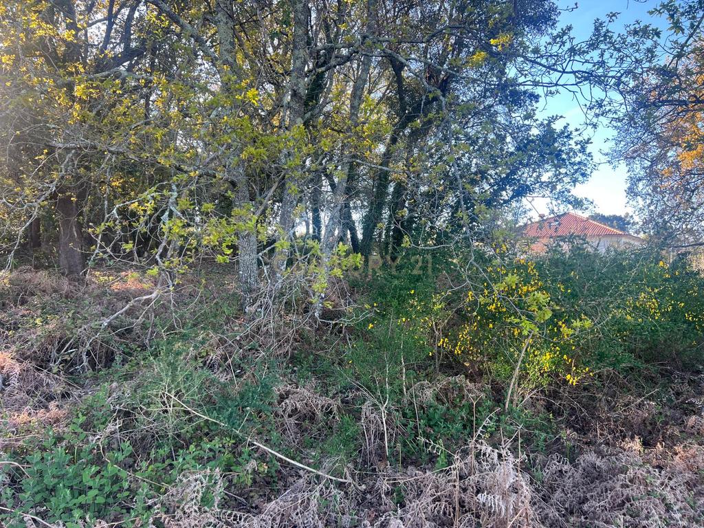 Terreno com 12.900 m² e Vistas Desafogadas na Tapada – Figueiró dos Vinhos - Image 5