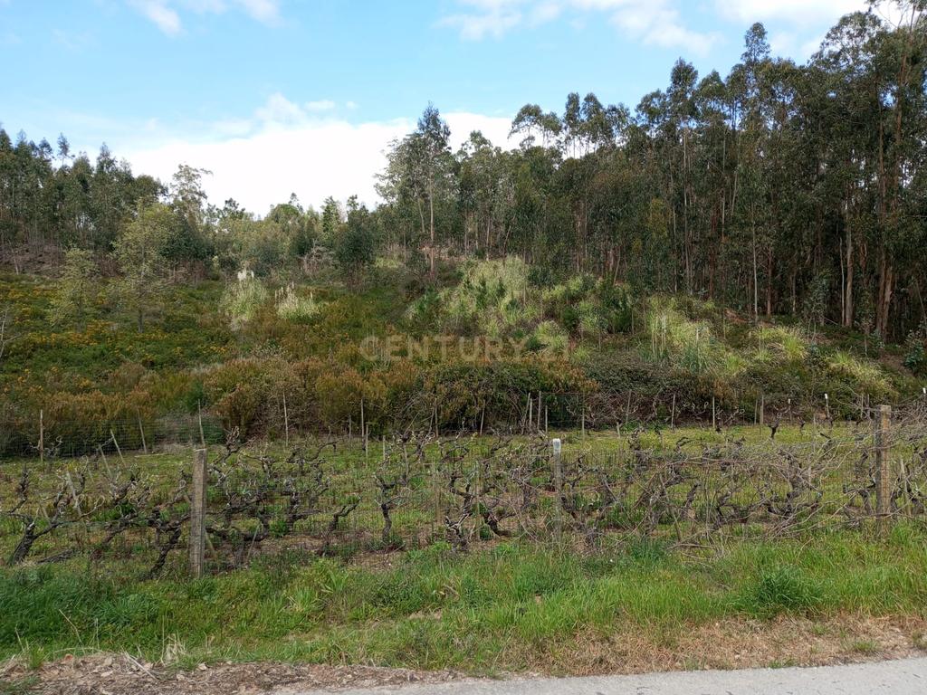 Terreno Rústico à Venda – 1800 m² em Vale Moreira, Vilar - Image 3