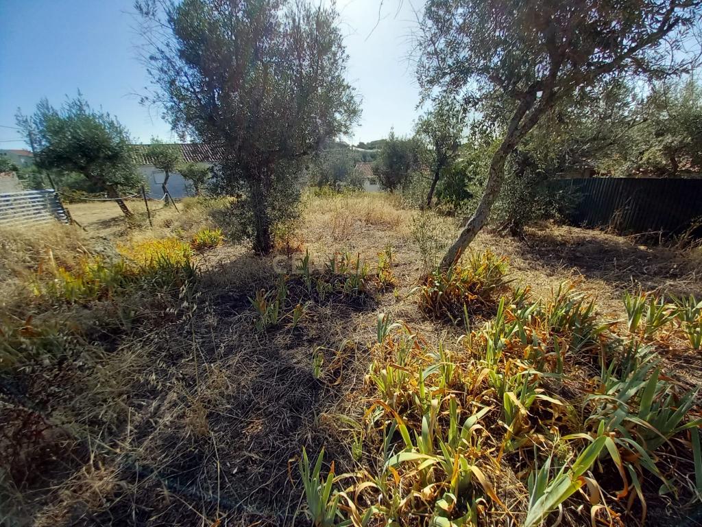 Terreno com 1100m2, Sobral do Campo - Image 5