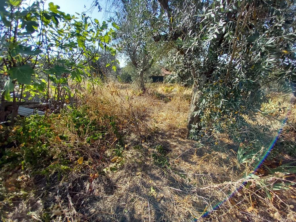 Terreno com 1100m2, Sobral do Campo - Image 7