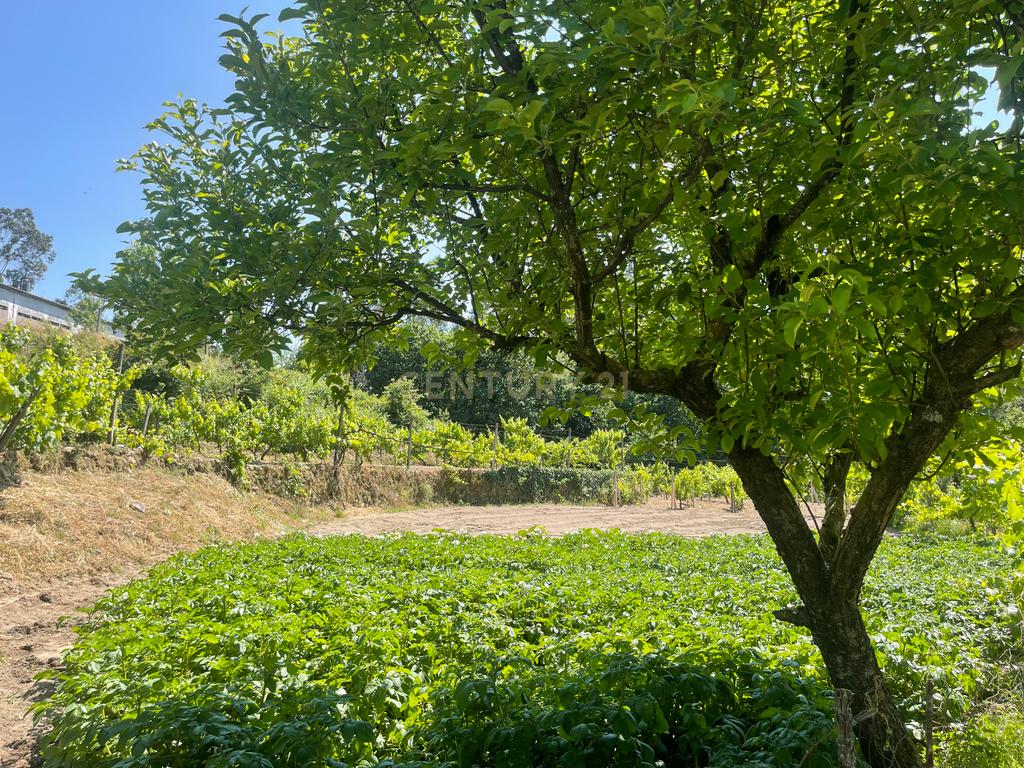 Terreno de 7.500 m² situado próximo ao lago, contendo uma casa a ser restaurada e um aviário automatizado altamente rentável. - Image 43