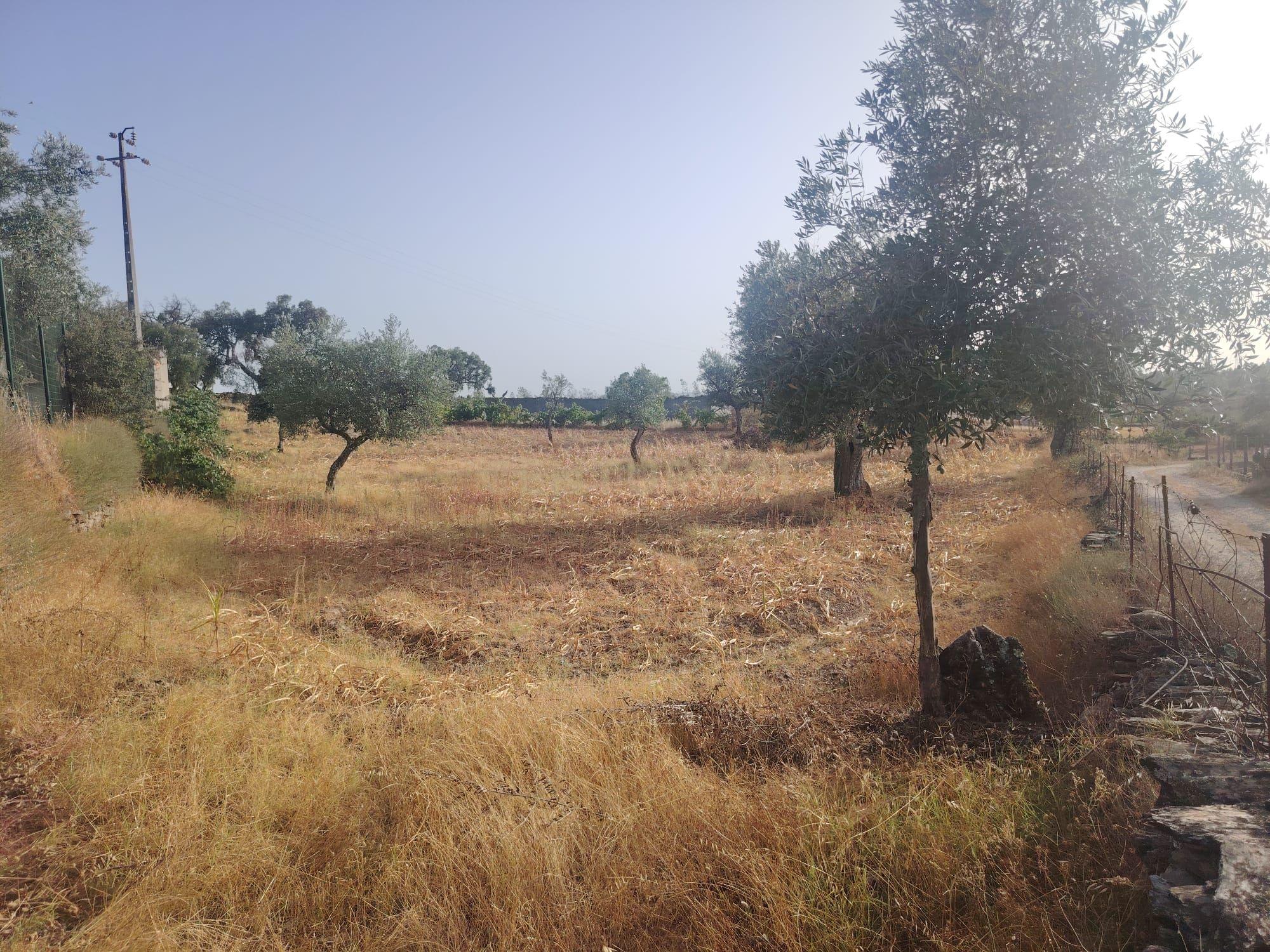 Fotografia 3 de OPORTUNIDADE DE INVESTIMENTO | TERRENO RÚSTICO, AMARELOS