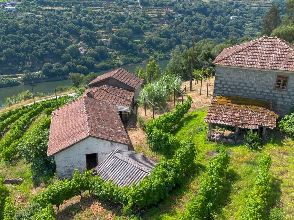 Quintinha com 2 casas em pedra para recuperar + 2 terrenos com vinhas-( 8.210m2 ) -Douro Vinhateiro! - Image 8