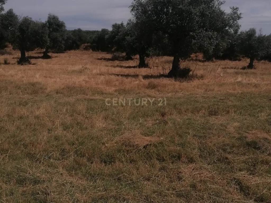Aljustrel-Rio de Moinhos Próximo do Monte Barradas, Terreno Rústico com Oliveiras com 3250 m2. - Image 13