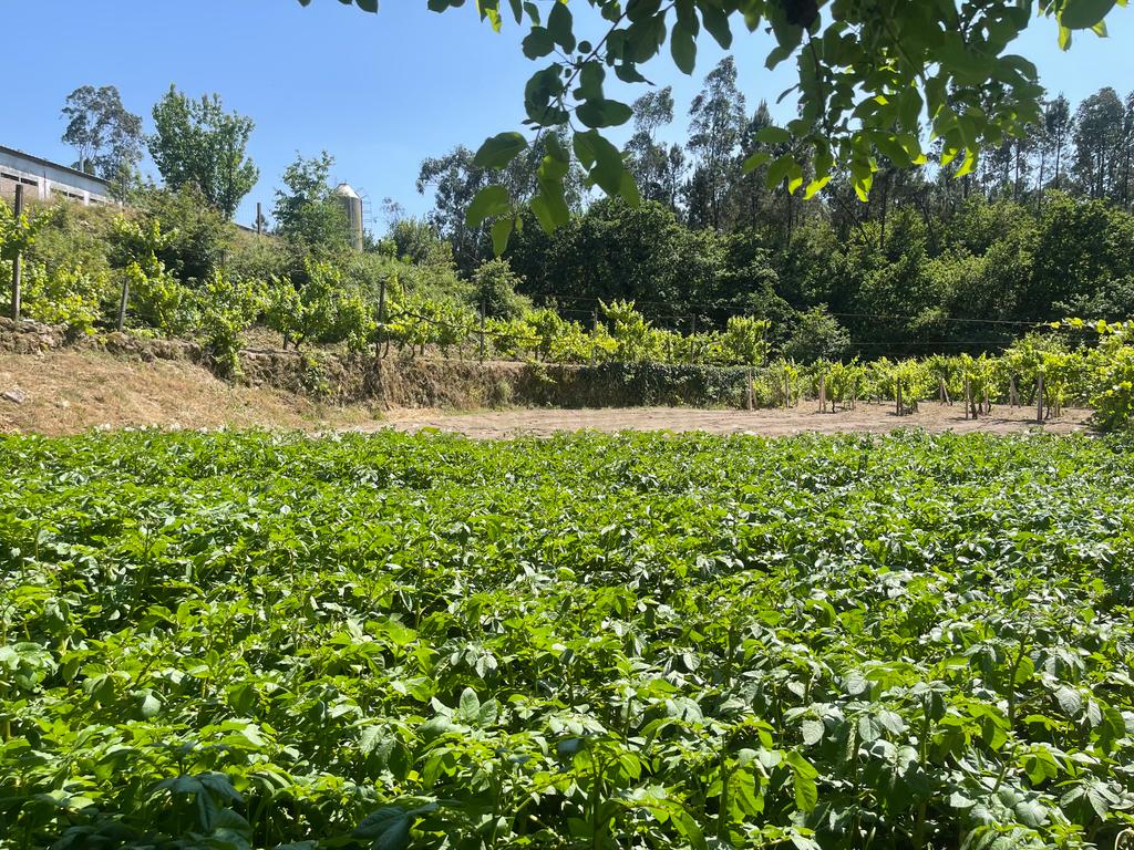 Terreno de 7.500 m² situado próximo ao lago, contendo uma casa a ser restaurada e um aviário automatizado altamente rentável. - Image 46