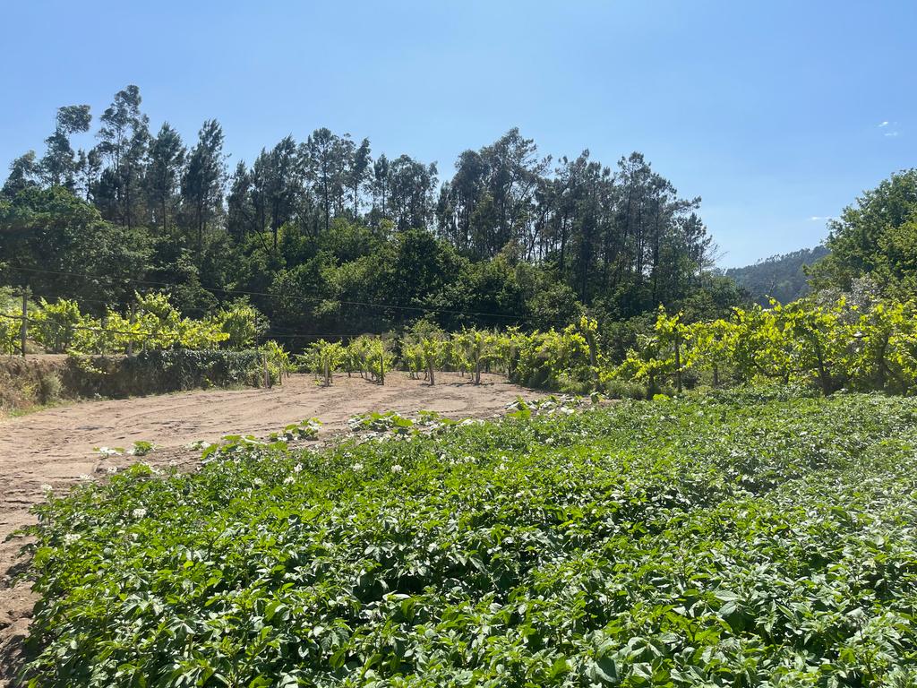 Terreno de 7.500 m² situado próximo ao lago, contendo uma casa a ser restaurada e um aviário automatizado altamente rentável. - Image 47