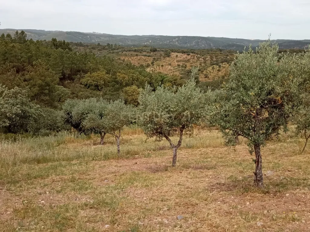 Terreno 8500m2, Lentiscais, Castelo Branco - Image 11