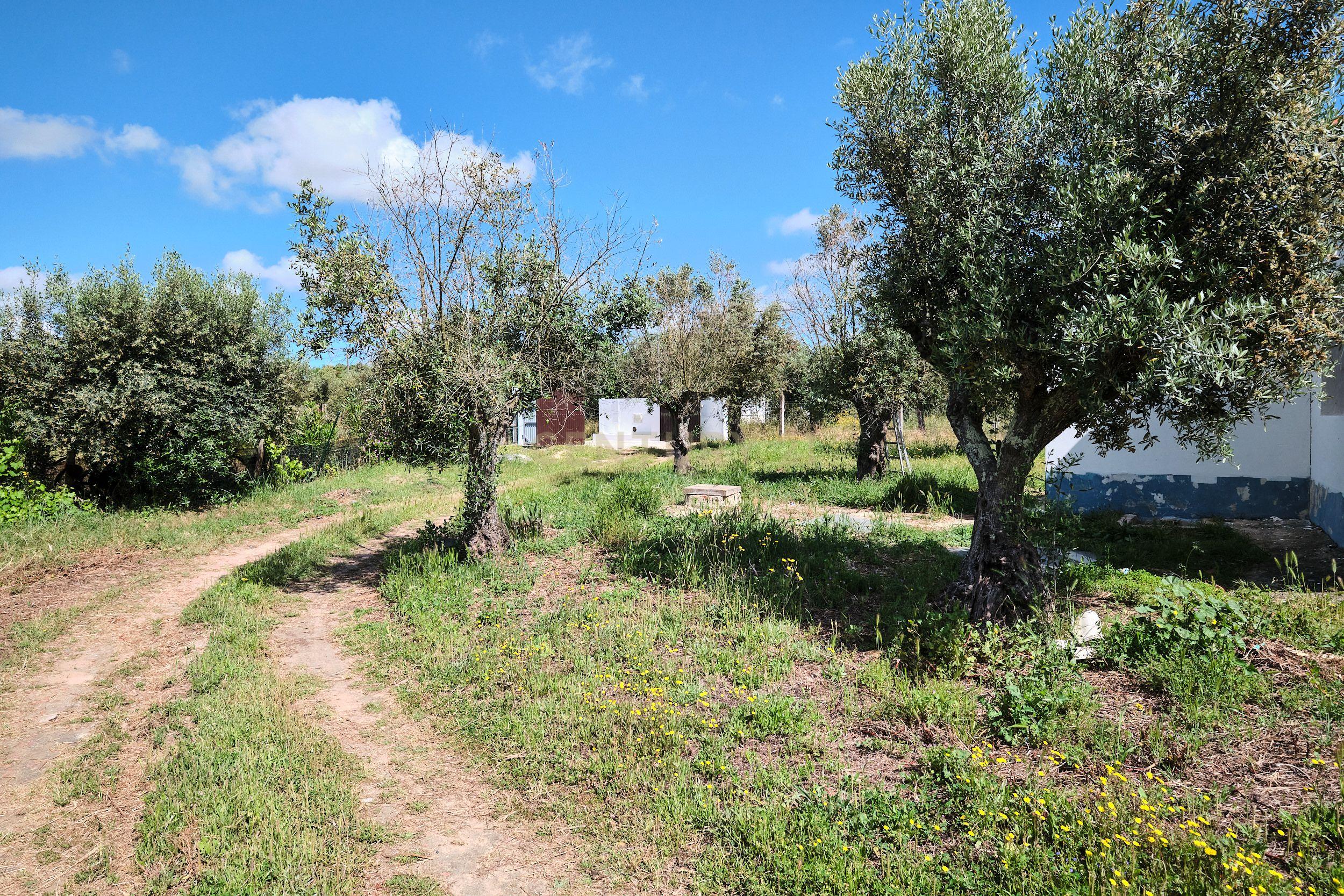 Viva o autêntico Alentejo – Seu refúgio em Ermidas do Sado - Cova do Gato espera por si - Image 14