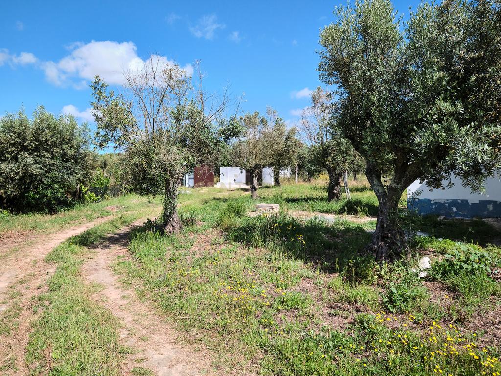 Viva o autêntico Alentejo – Seu refúgio em Ermidas do Sado - Cova do Gato espera por si - Image 14