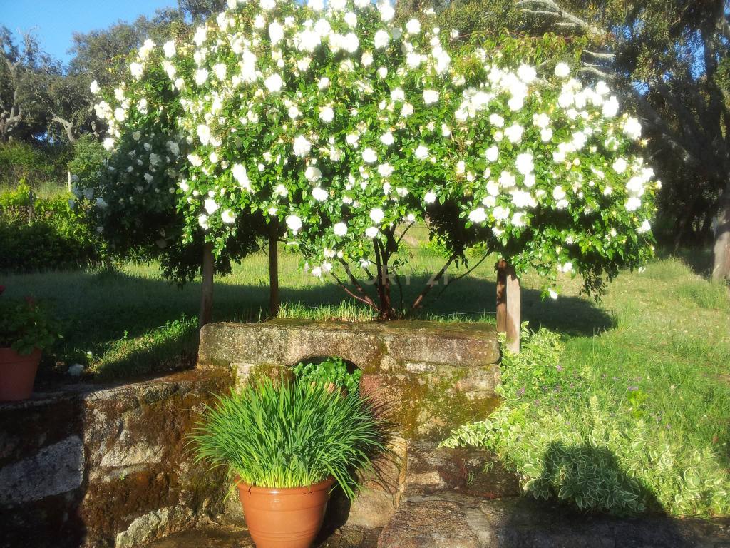 Quinta do Ervedal – 15,7 hectares de História e Beleza Natural em Castelo Novo - Image 41