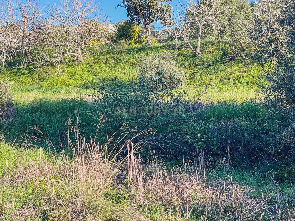 Quinta para venda com vista para Castelo de Silves - Image 16