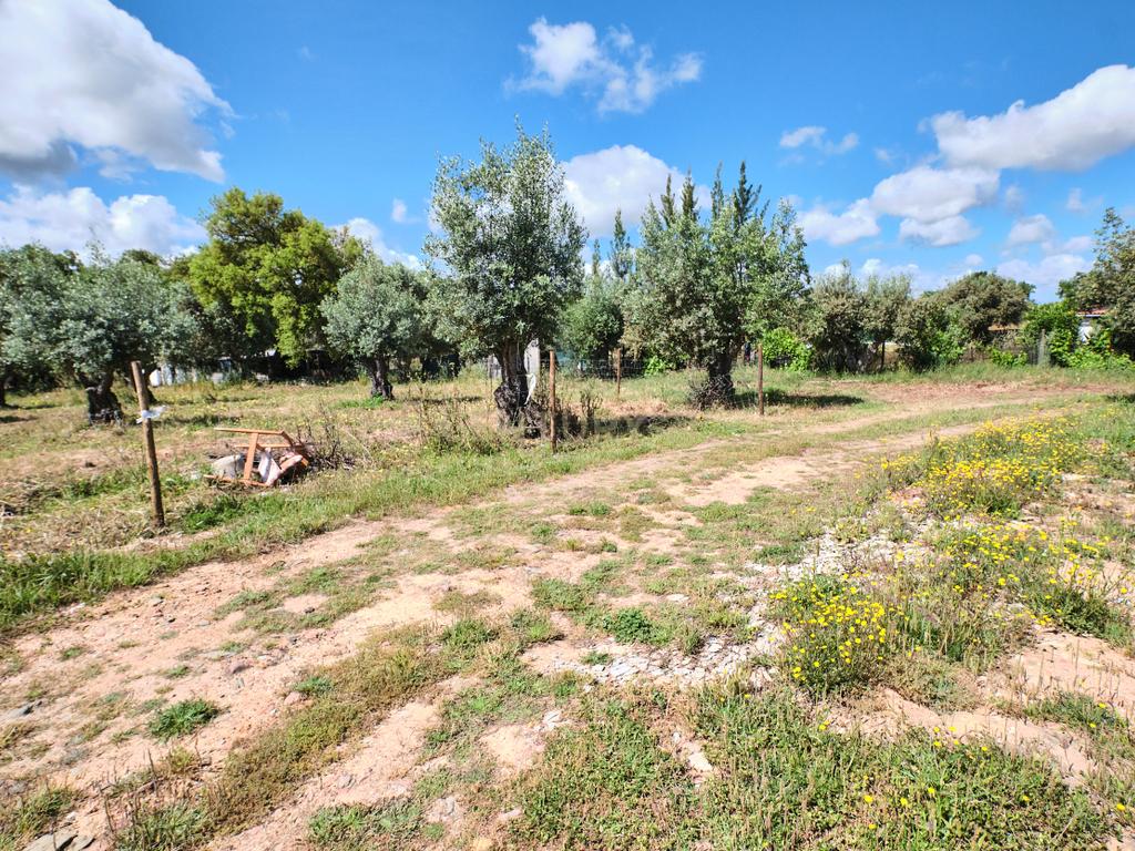 Viva o autêntico Alentejo – Seu refúgio em Ermidas do Sado - Cova do Gato espera por si - Image 16