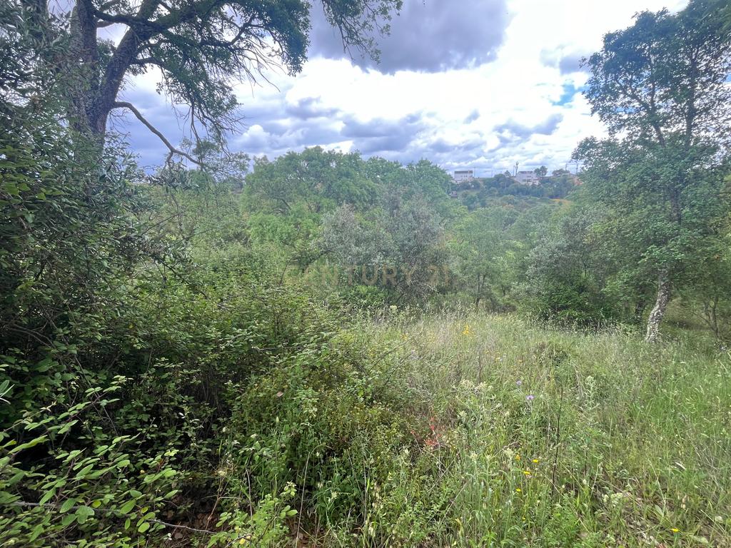 Terreno de 8280m² com cultura Arvense variada em Abrantes - Image 8