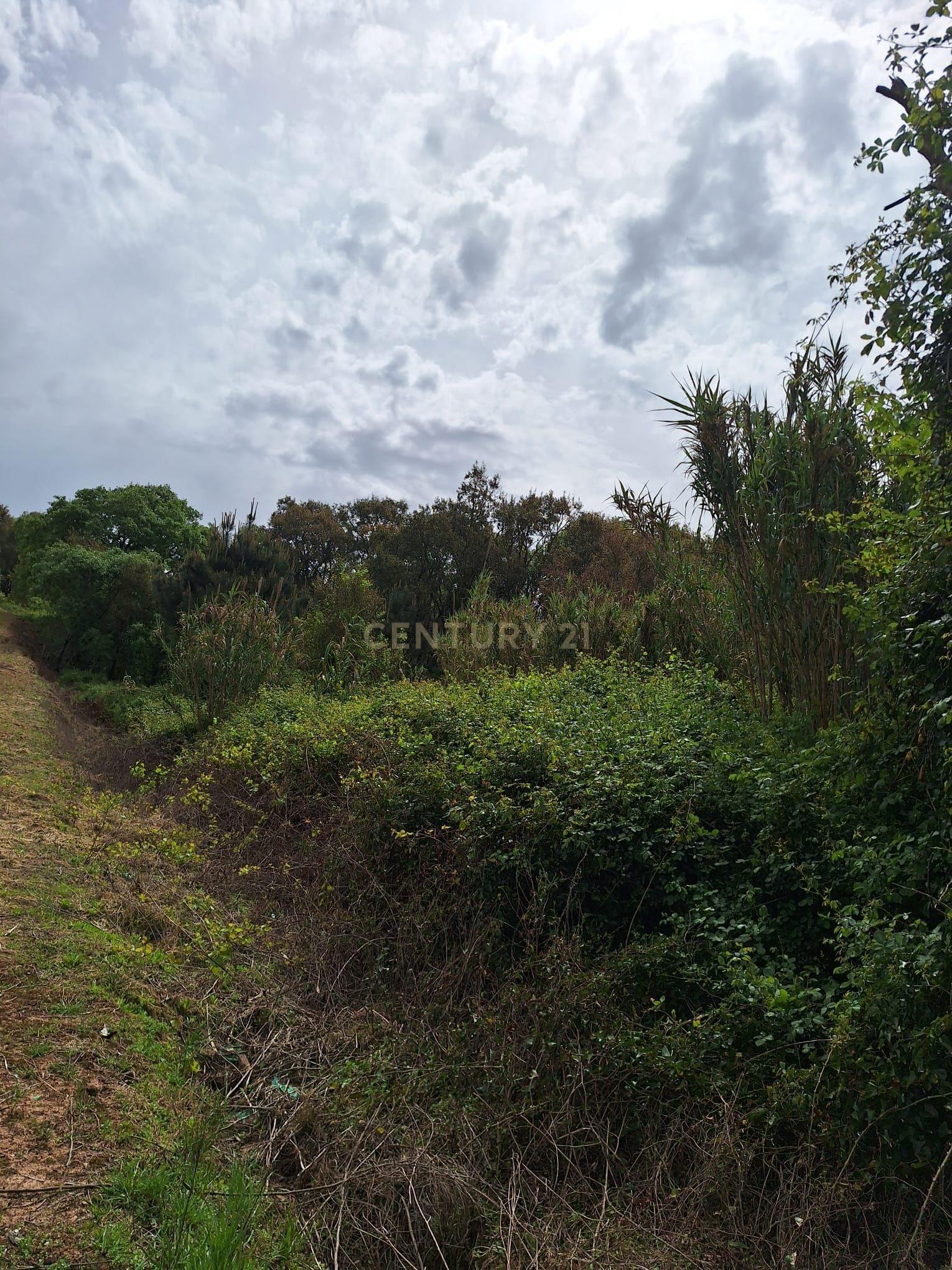 Fotografia 7 de Terreno entre Caldas da Rainha e Benedita e próximo da freguesia de Santa Catarina