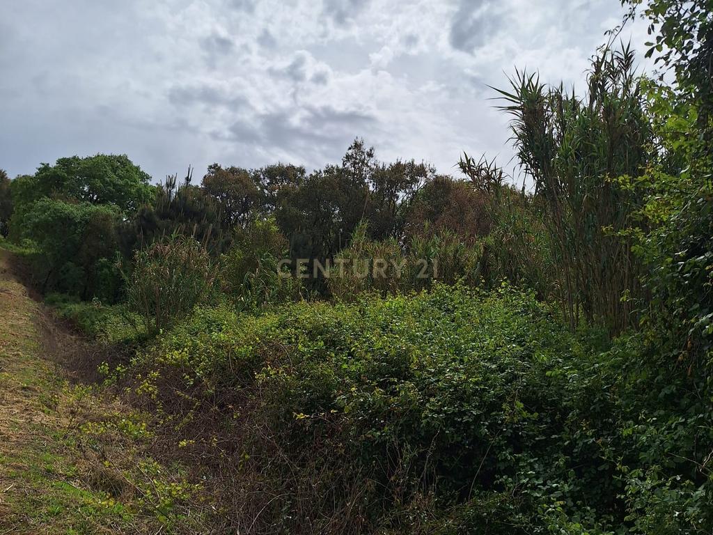 Terreno entre Caldas da Rainha e Benedita e próximo da freguesia de Santa Catarina - Image 7
