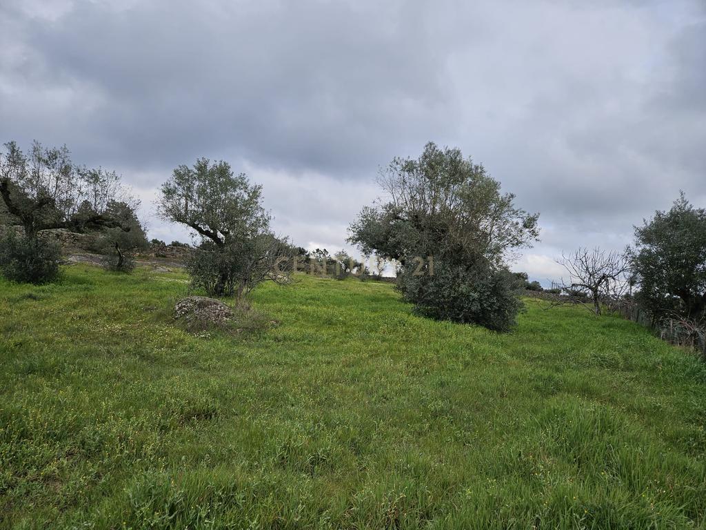 Quintinha na Lousa, Castelo Branco - Image 8