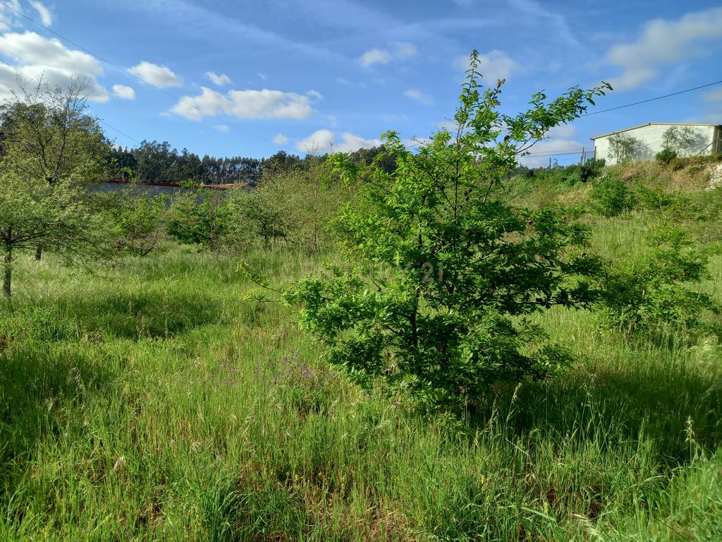 Terreno com 800 m2 em Barbas Novas - Image 4