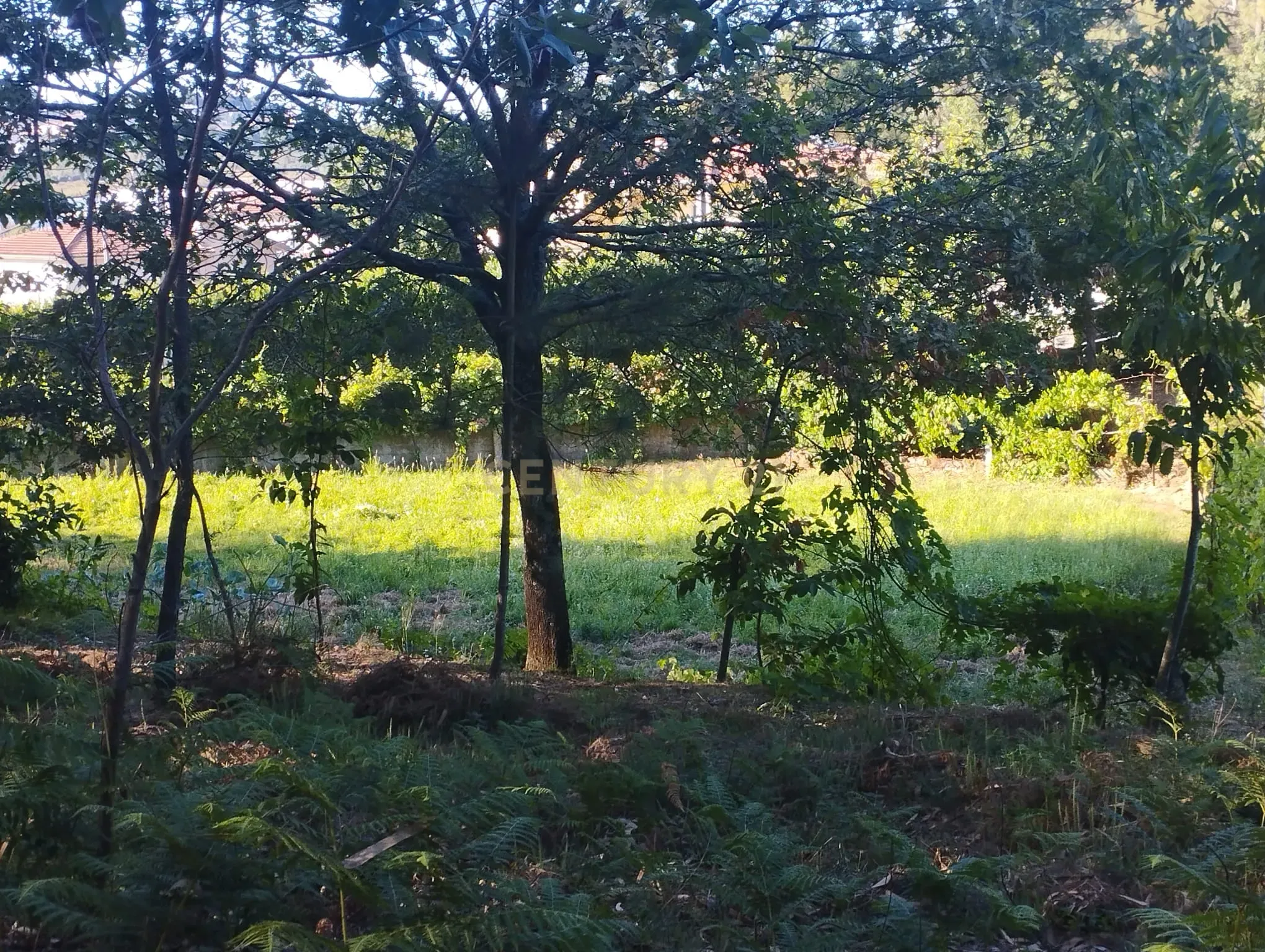 Fotografia 2 de Terreno com anexo para construção de um condomínio privado de 5 moradias unifamiliares na Várzea, Santo Tirso, Porto