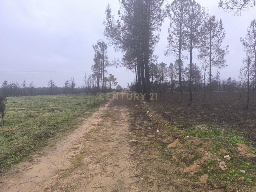 Terreno com vinha e poço - Perto da Zona Industrial de Chaves - Image 10