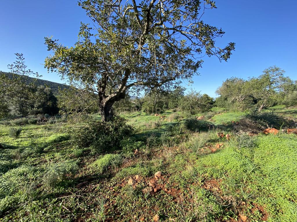 Quinta encantadora com potencial de expansão perto de Albufeira - Image 41