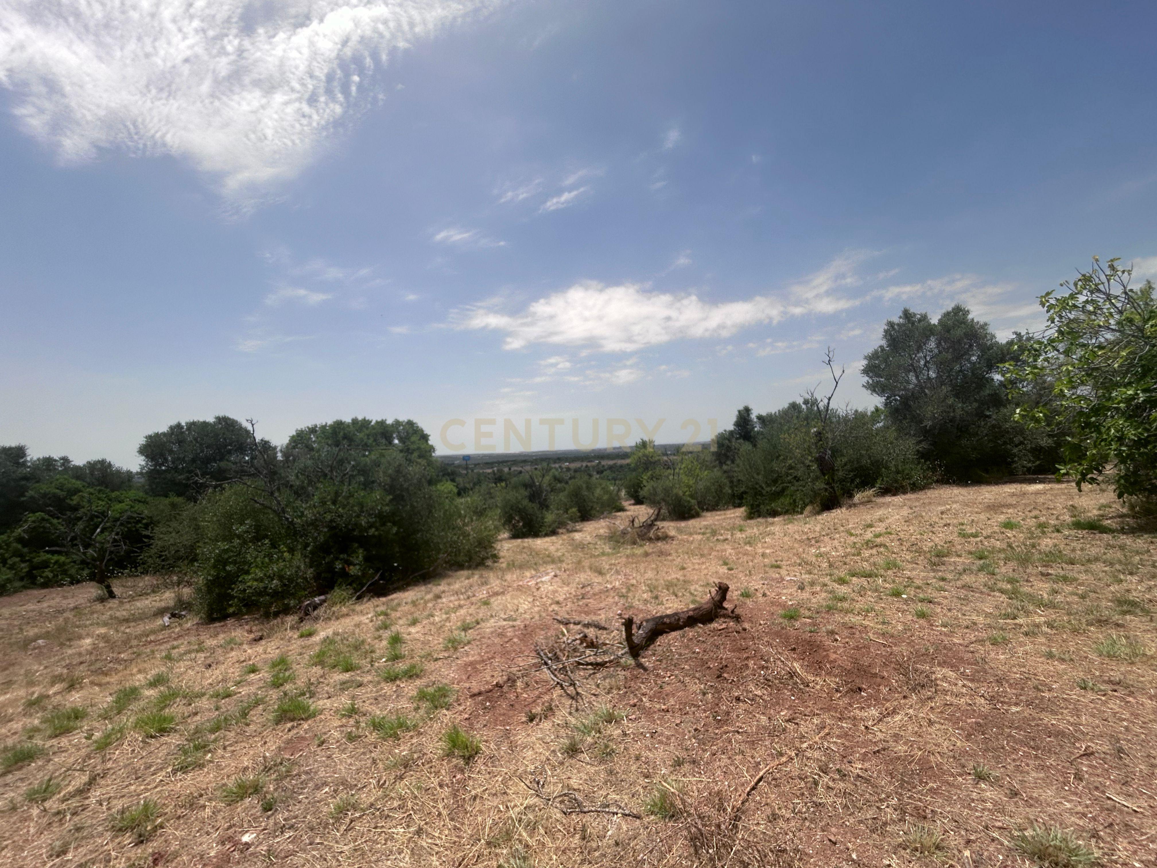 Fotografia 3 de Exclusivo Terreno com 6.320m² em Silves – Natureza, Privacidade e Potencial no Coração do Algarve