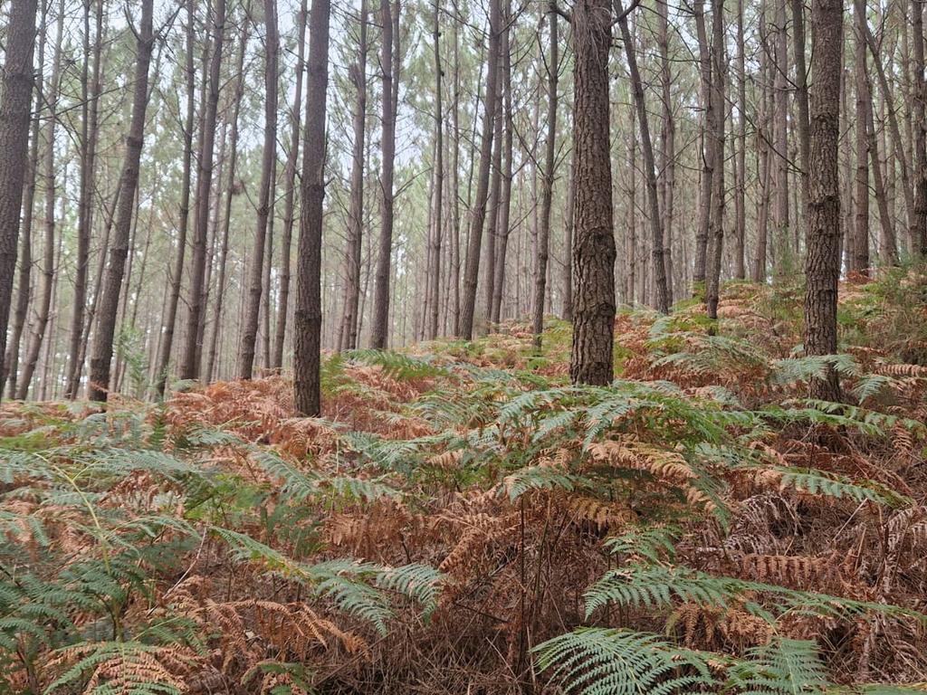 Terreno com 2020m2 para construção em Carnide - Image 36